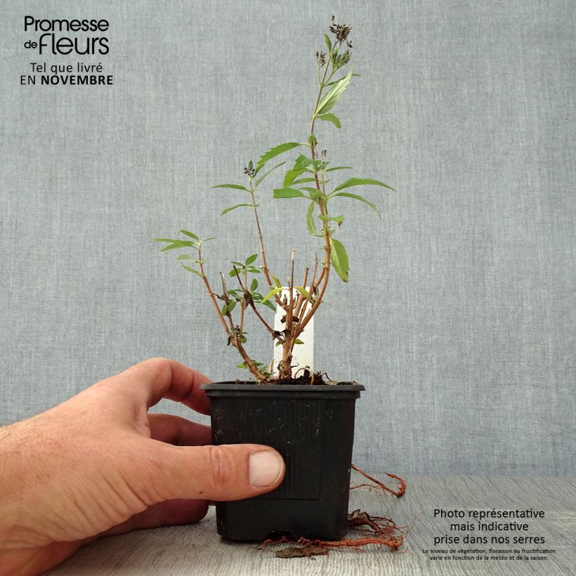 Caryopteris clandonensis Camara Dark Blue - Bluebeard 8/9 cm pot sample as delivered in autumn