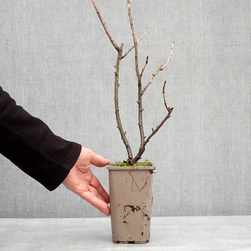 Jostaberry ConfiBerry Jofruti 1.5L/2L pot, Bush sample as delivered in winter