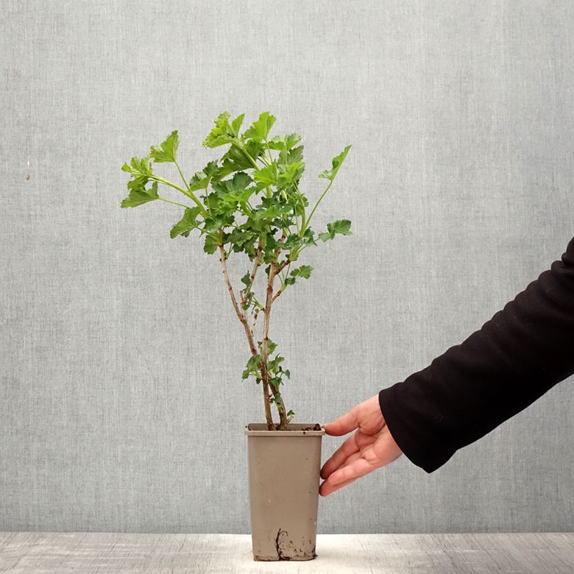 Jostaberry ConfiBerry Jofruti 1.5L/2L pot, Bush sample as delivered in spring