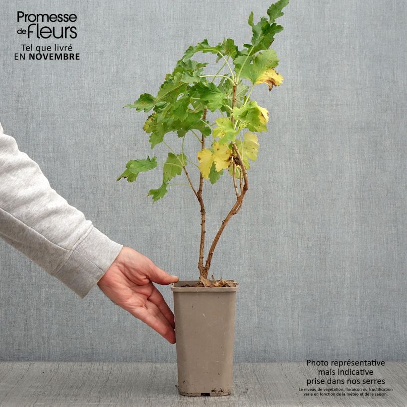 Jostaberry ConfiBerry Jogusto 1.5L/2L pot, Bush sample as delivered in autumn