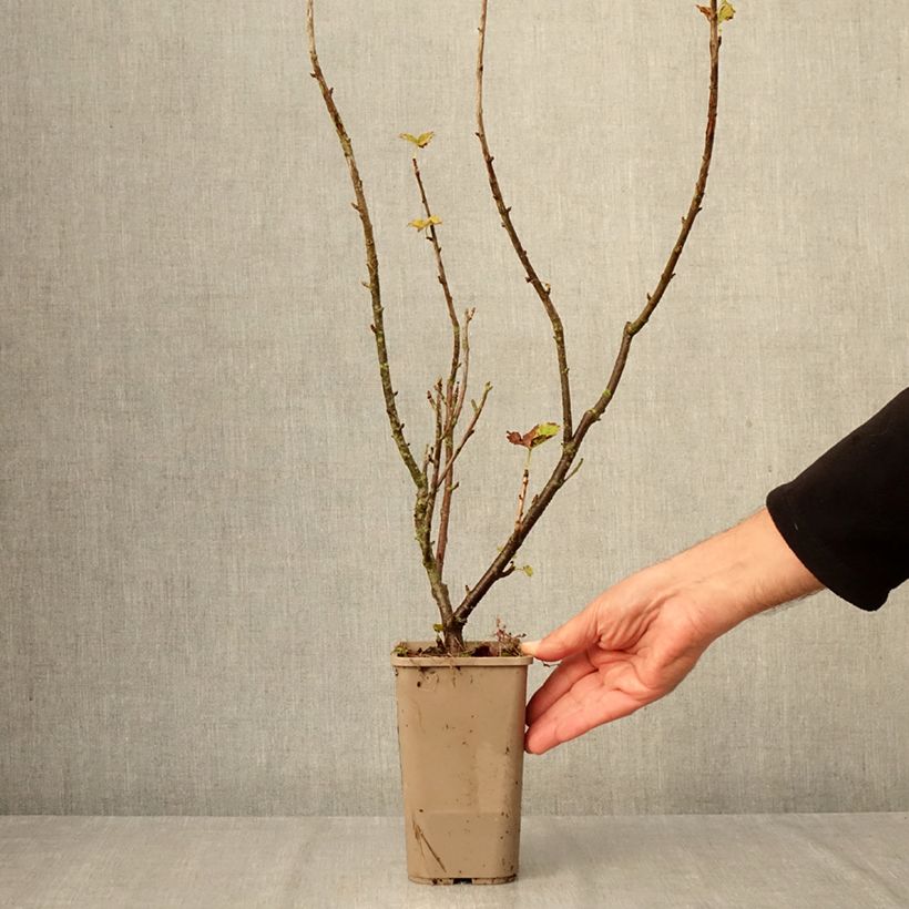 Jostaberry ConfiBerry Jofruti 1.5L/2L pot, Bush sample as delivered in autumn