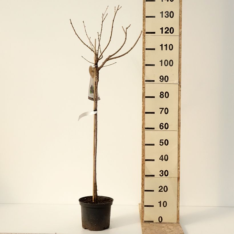 Ribes nidigrolaria Jostaberry 4L/5L pot, Half standard sample as delivered in winter