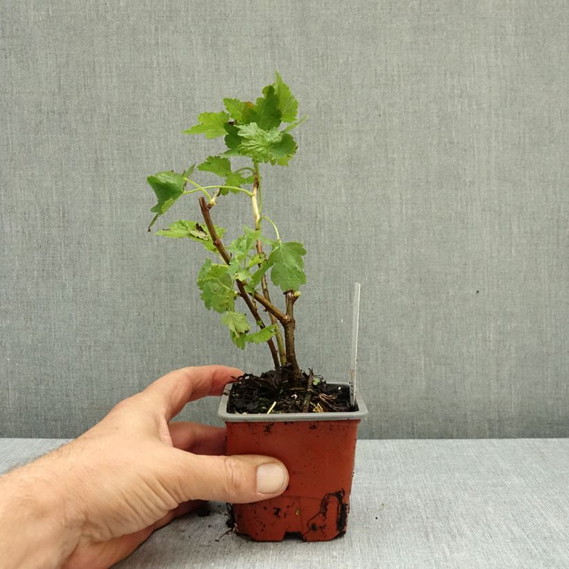 Ribes nidigrolaria Jostaberry 8/9 cm pot sample as delivered in autumn