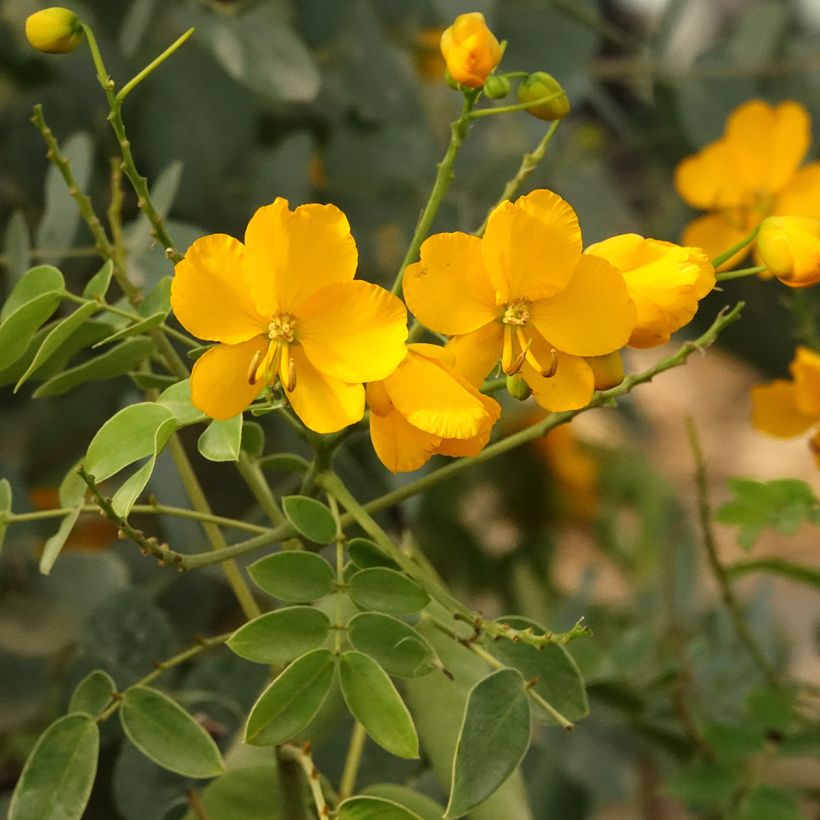 Senna corymbosa  (Flowering)
