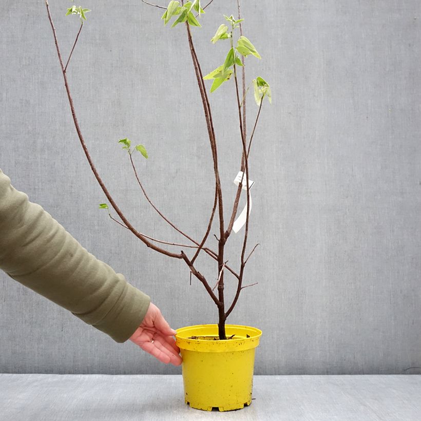 Senna corymbosa  3L/4L pot sample as delivered in winter