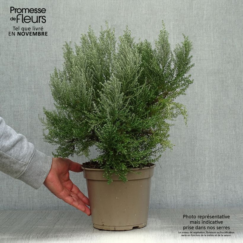 Cassinia retorta Ward Silver 3L/4L pot sample as delivered in autumn