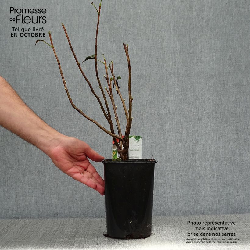 Blackcurrant Andega - Ribes nigrum 1.5L/2L pot, Bush sample as delivered in autumn