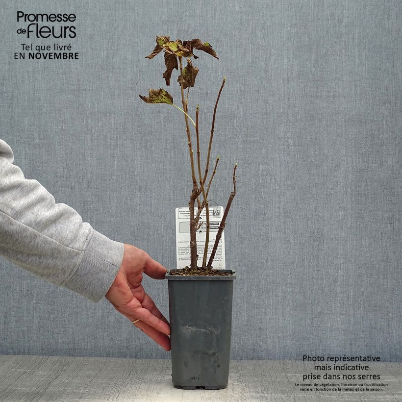 Blackcurrant Organic Andega - Ribes nigrum 1.5L/2L pot, Bush sample as delivered in autumn