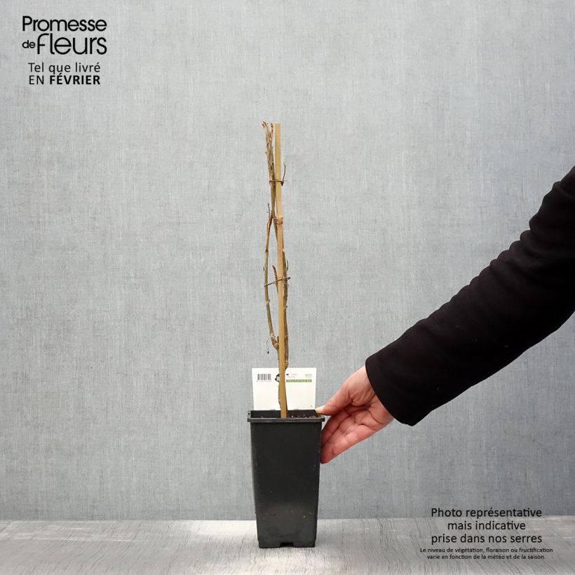 Blackcurrant Ben Nevis - Ribes nigrum 1.5L/2L pot, Bush sample as delivered in winter