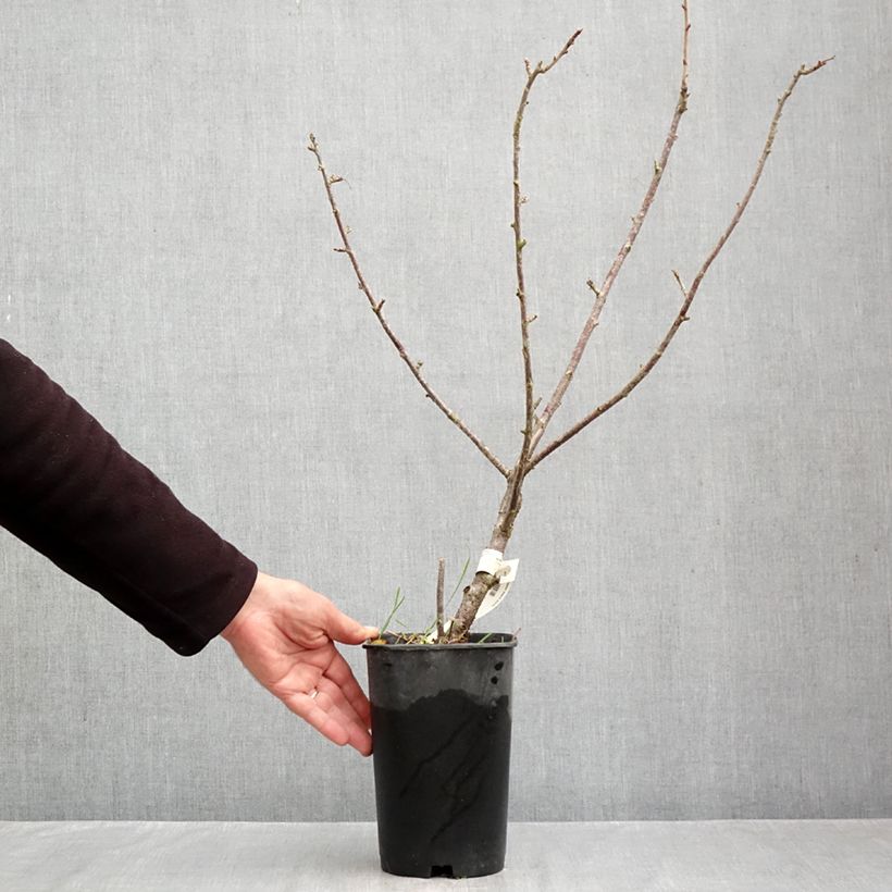 Blackcurrant Black Down - Ribes nigrum 2L/3L pot sample as delivered in autumn