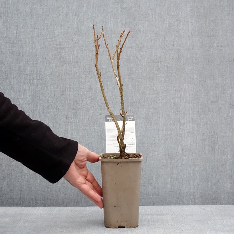 Blackcurrant Black'n Red Premiere - Ribes nigrum 1.5L/2L pot, Bush sample as delivered in winter