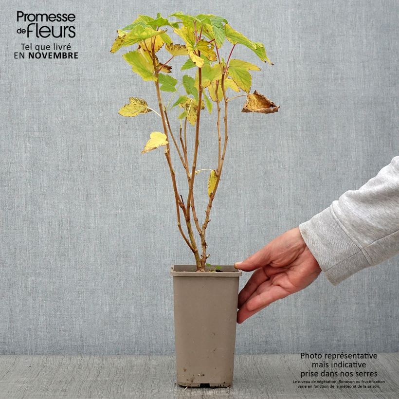 Ribes nigrum Cassisima® Blackbells® 1.5L/2L pot sample as delivered in autumn