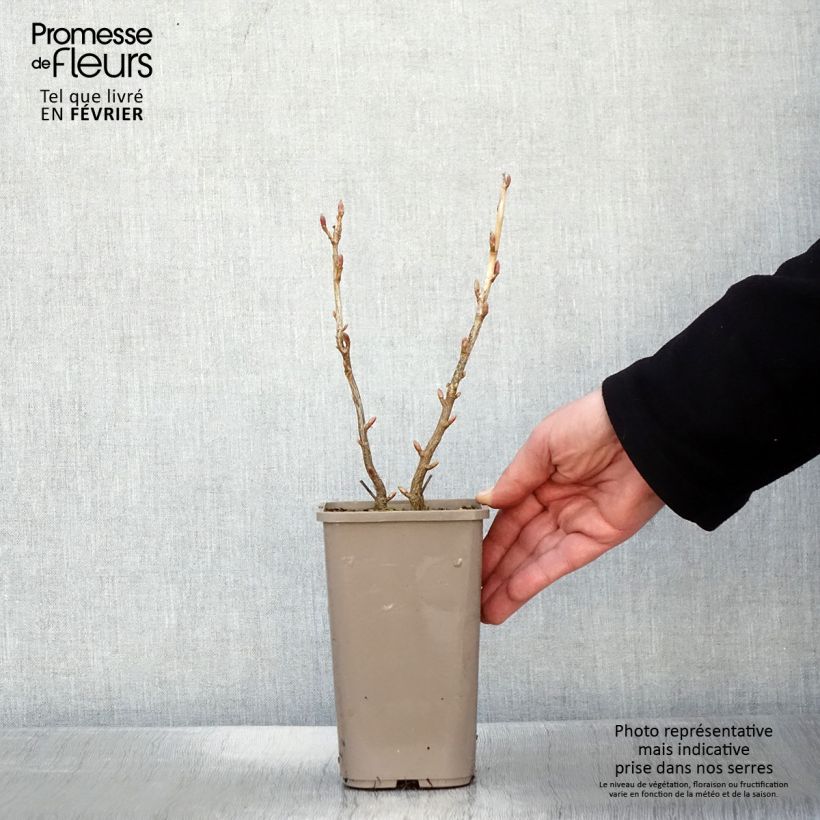 Ribes nigrum Cassisima® Blackbells® 1.5L/2L pot sample as delivered in winter