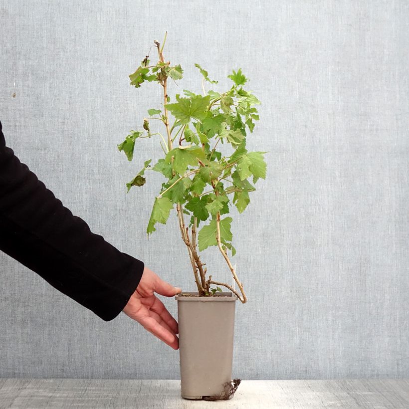 Ribes nigrum Cassisima® Blackbells® 1.5L/2L pot sample as delivered in spring