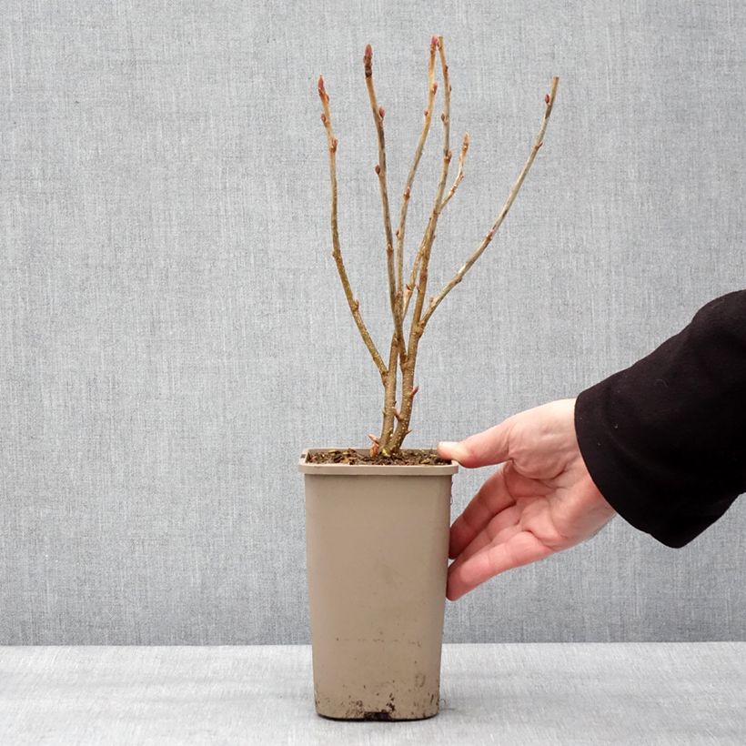 Ribes nigrum 'Cassissima' (Green Life) 1.5L/2L pot sample as delivered in winter