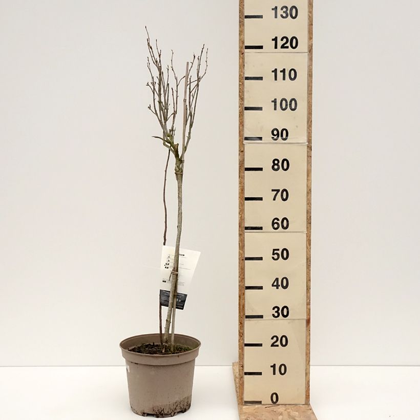 Blackcurrant Delbard Robusta - Ribes nigrum 7.5L/10L pot, Quarter standard sample as delivered in winter