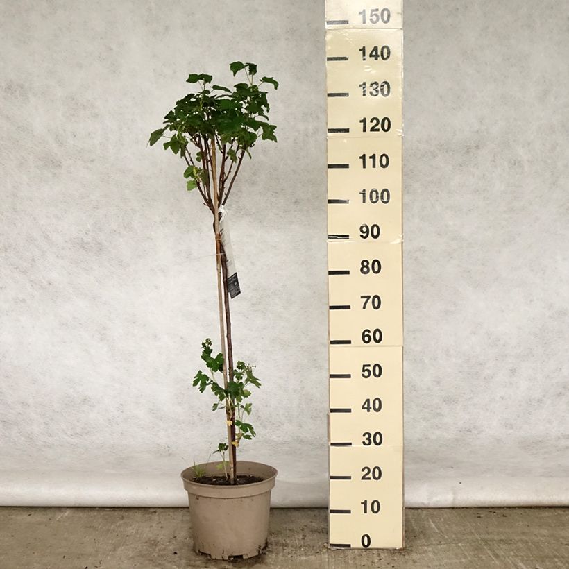 Blackcurrant Delbard Robusta - Ribes nigrum 7.5L/10L pot, Quarter standard sample as delivered in spring