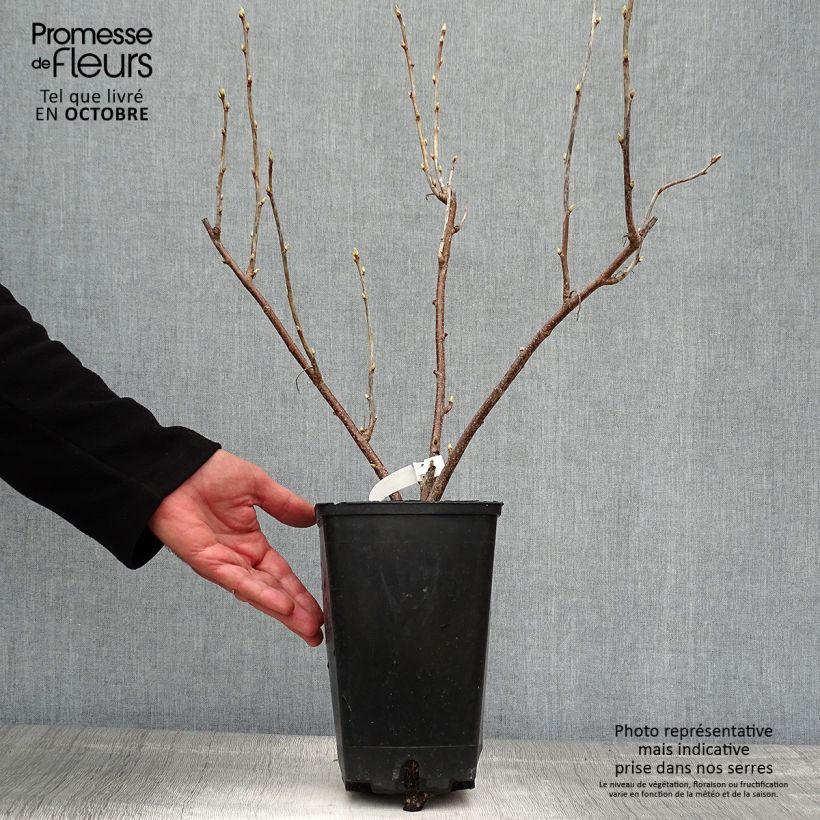 Blackcurrant Giant Boskoop - Ribes nigrum 1.5L/2L pot sample as delivered in autumn
