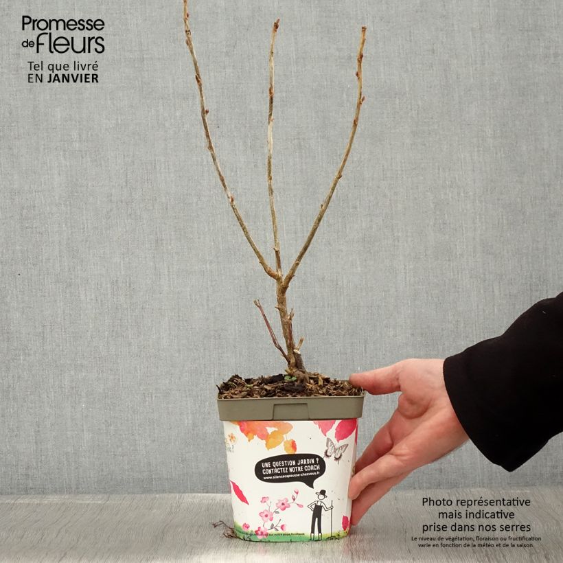 Blackcurrant Neva - Ribes nigrum 2L/3L pot, Bush sample as delivered in winter