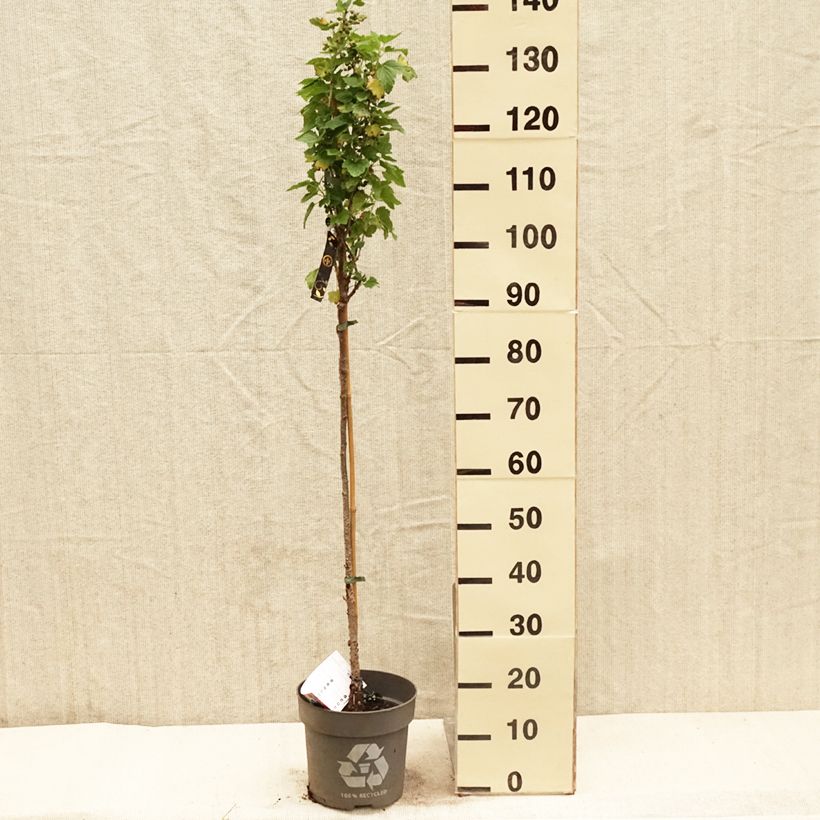 Ribes nigrum 'Ojebyn' 6L/7L pot, Standard sample as delivered in spring