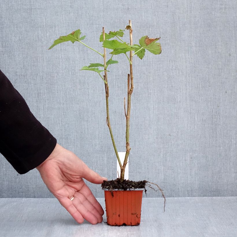 Blackcurrant Titania - Ribes nigrum 8/9 cm pot sample as delivered in autumn