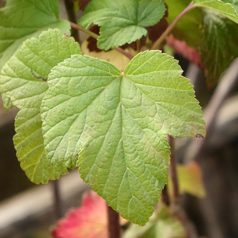 Blackcurrant Titania - Ribes nigrum (Foliage)