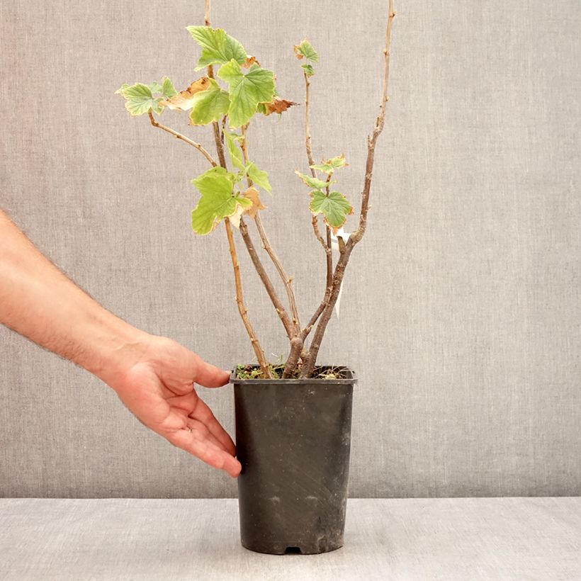 Blackcurrant Triton - Ribes nigrum  2L/3L pot, Clump sample as delivered in summer