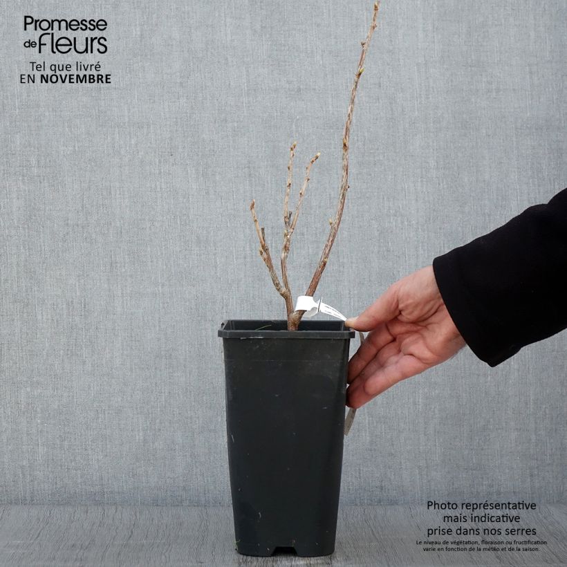 Blackcurrant Troll - Ribes nigrum 2L/3L pot, Bush sample as delivered in autumn