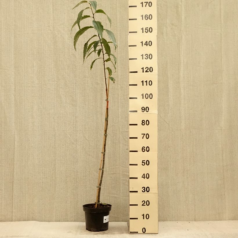 Common Chestnut - Castanea sativa Albomarginata 7.5L/10L pot sample as delivered in summer