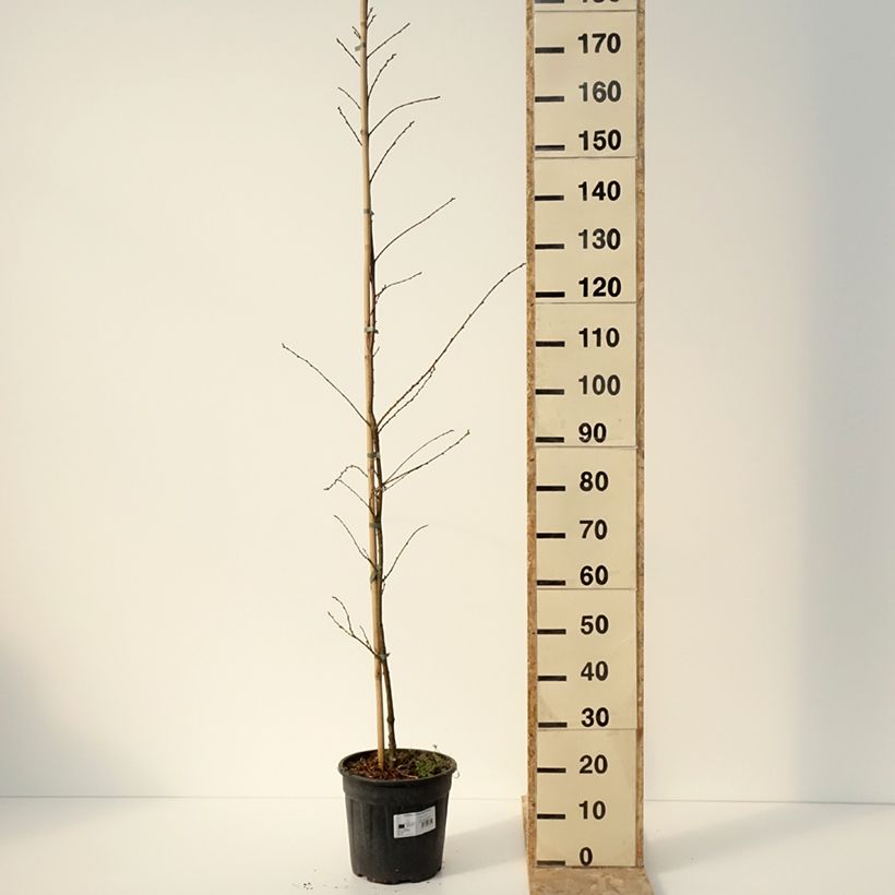 Common Chestnut - Castanea sativa Aspleniifolia 7.5L/10L pot sample as delivered in winter