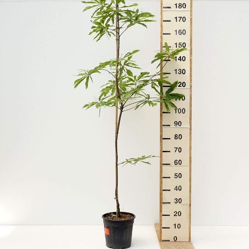 Common Chestnut - Castanea sativa Aspleniifolia 7.5L/10L pot, Standard sample as delivered in spring