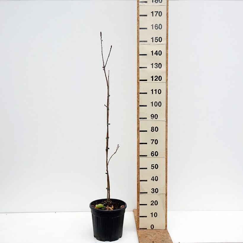 Common Chestnut - Castanea sativa Aspleniifolia 7.5L/10L pot, Standard sample as delivered in autumn