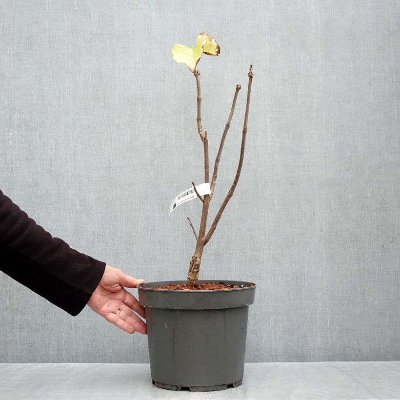 Catalpa bignonioides Aurea 4L/5L pot sample as delivered in autumn
