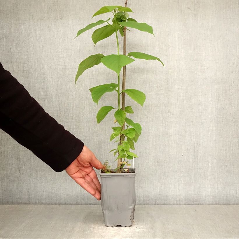 Catalpa bignonioides 12cm pot, Sapling sample as delivered in spring