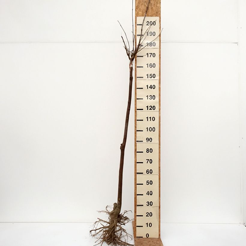 Catalpa bignonioides Nana Bare root sample as delivered in winter
