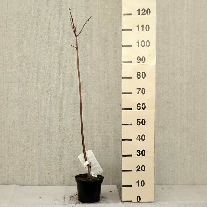 Catalpa erubescens Purpurea 3L/4L pot sample as delivered in autumn