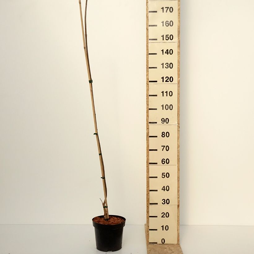Catalpa ovata Slender Silhouette - Chinese catalpa 7.5L/10L pot sample as delivered in winter