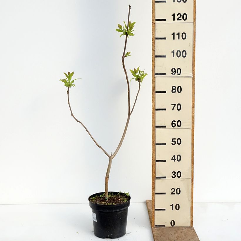 Catalpa ovata Slender Silhouette - Chinese catalpa 7.5L/10L pot sample as delivered in spring