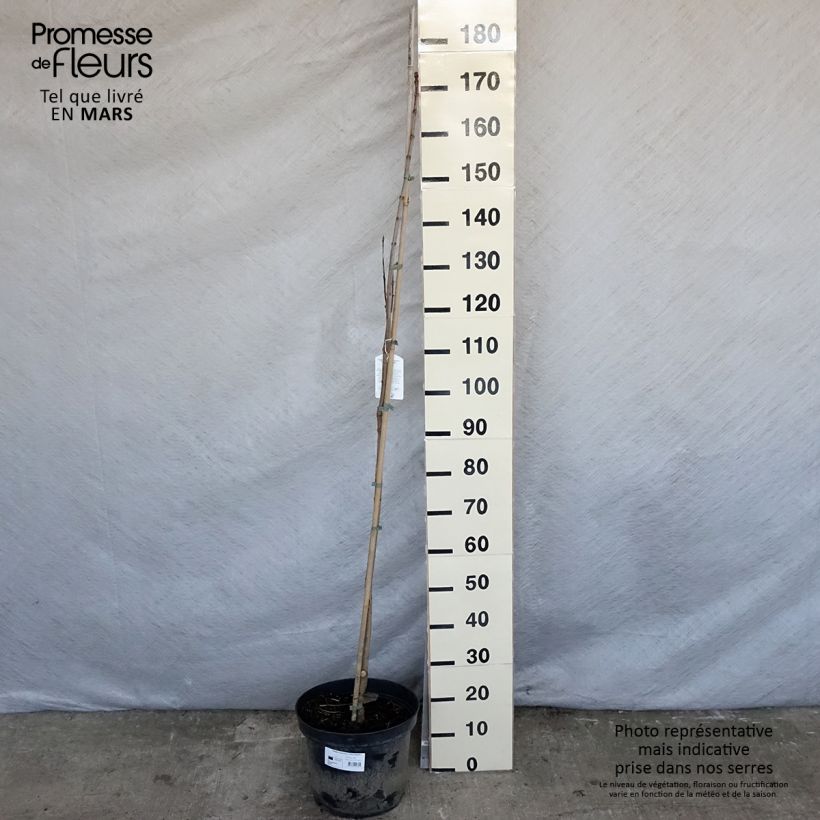 Catalpa speciosa pulverulenta 7.5L/10L pot sample as delivered in spring