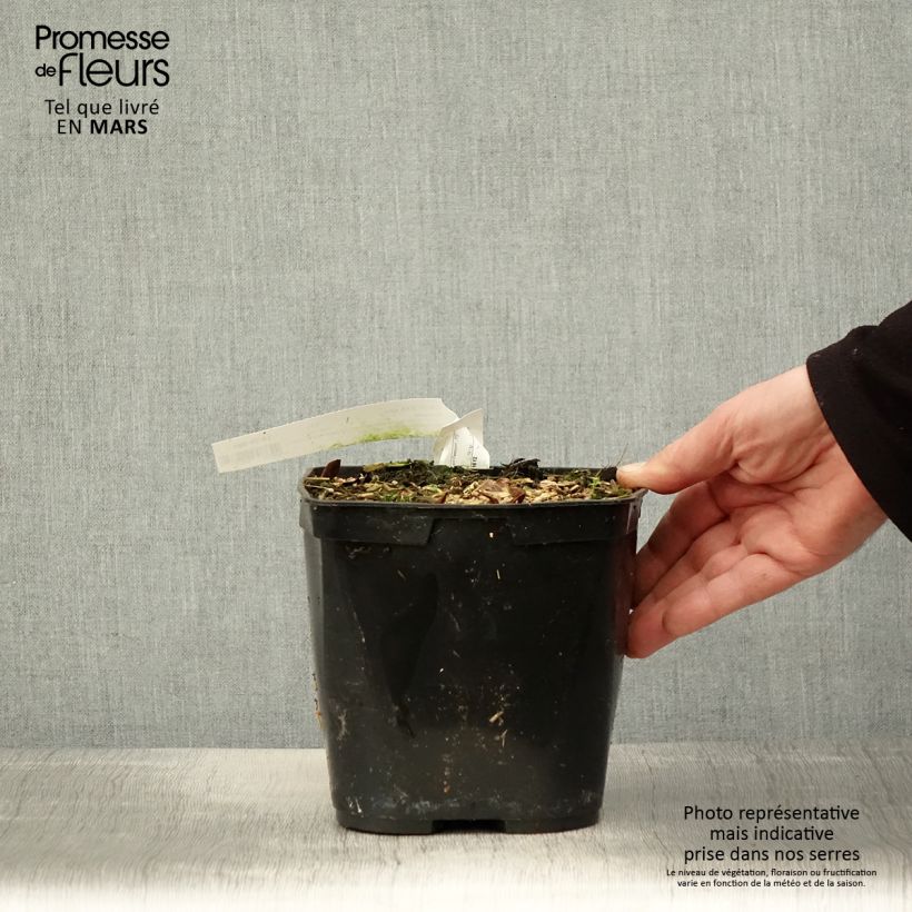 Cautleya spicata Robusta 2L/3L pot sample as delivered in spring