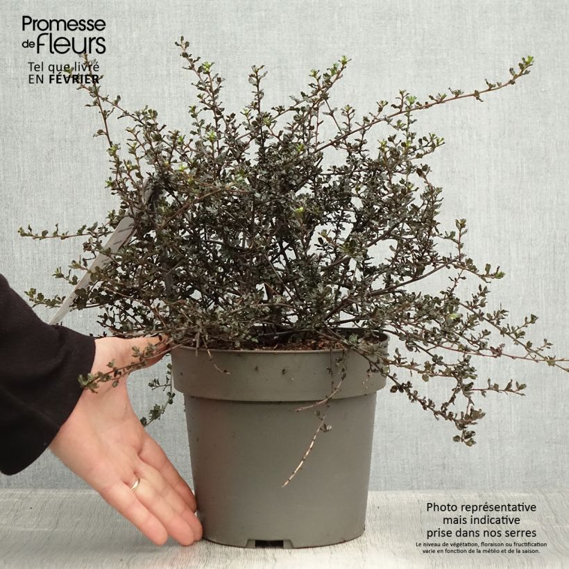 Ceanothus Blue Sapphire 2L/3L pot sample as delivered in winter