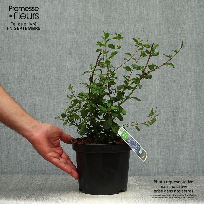 Ceanothus Burkwoodii 2L/3L pot sample as delivered in autumn