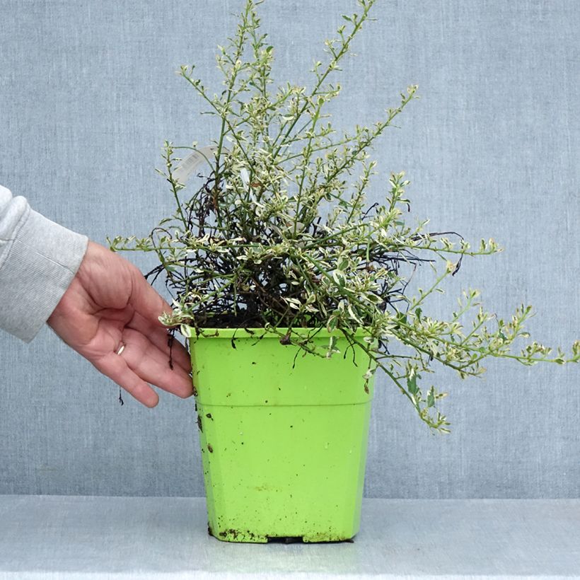 Ceanothus impressus Cool Blue 4L/5L pot sample as delivered in summer