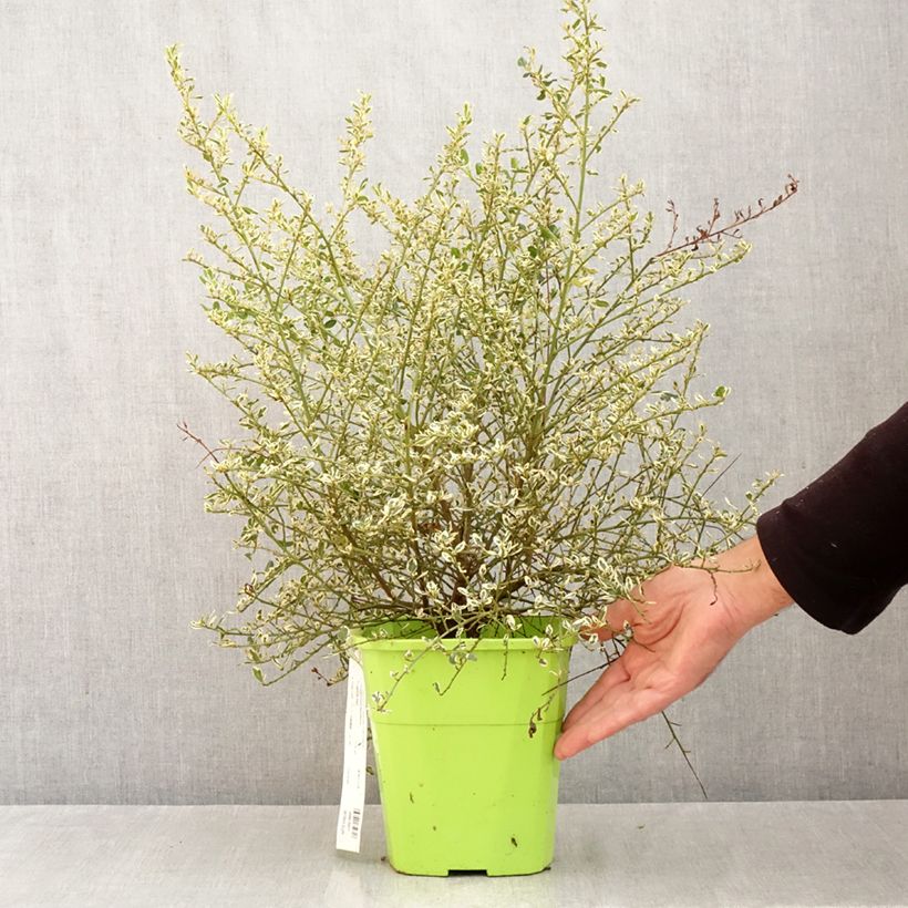 Ceanothus impressus Cool Blue 4L/5L pot sample as delivered in autumn