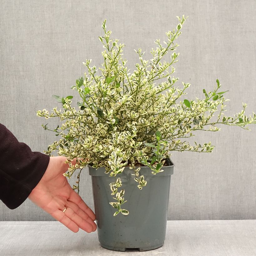 Ceanothus impressus Cool Blue 4L/5L pot sample as delivered in spring