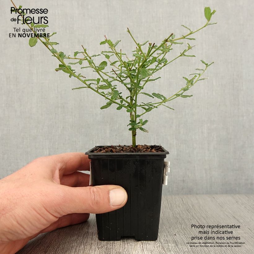 Ceanothus foliosus Italian Skies 8/9 cm pot sample as delivered in autumn