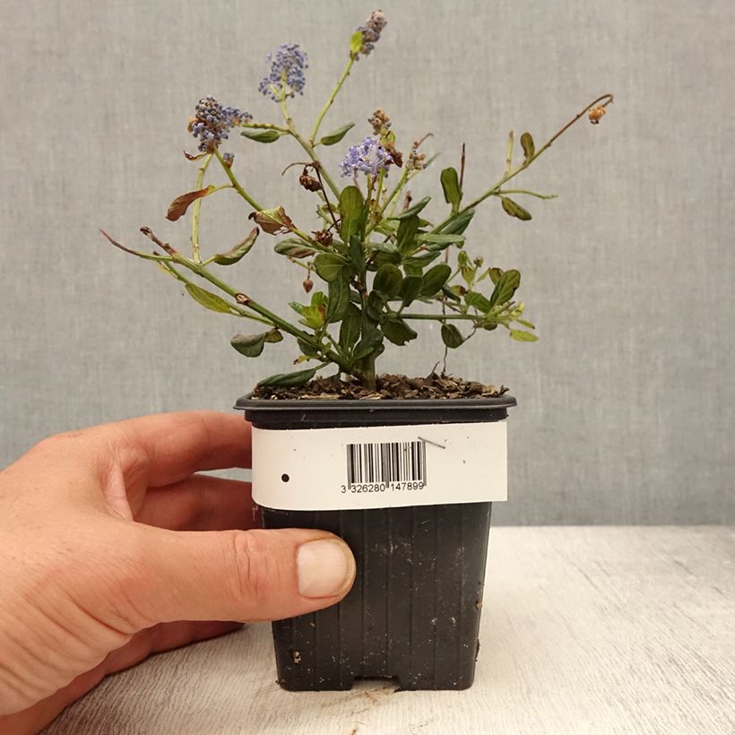 Ceanothus foliosus Italian Skies 8/9 cm pot sample as delivered in spring