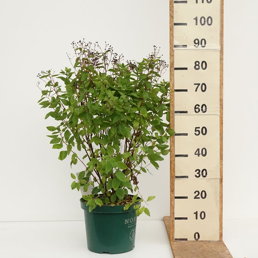 Ceanothus pallidus Marie-rose 7.5L/10L pot sample as delivered in autumn