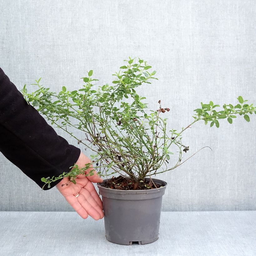 Ceanothus x thyrsiflorus Snow Flurries 2L/3L pot sample as delivered in spring