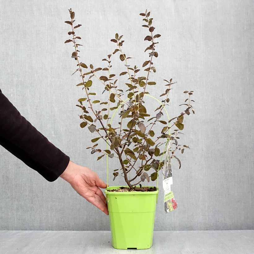 Ceanothus Tuxedo 4L/5L pot sample as delivered in autumn